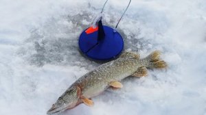 Рыбалка на жерлицы и ловля плотвы.