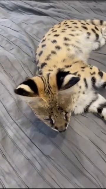 Саванна Сервал смотреть онлайн