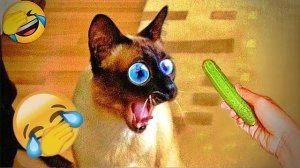 Смешное видео с животными🤣😁😎
