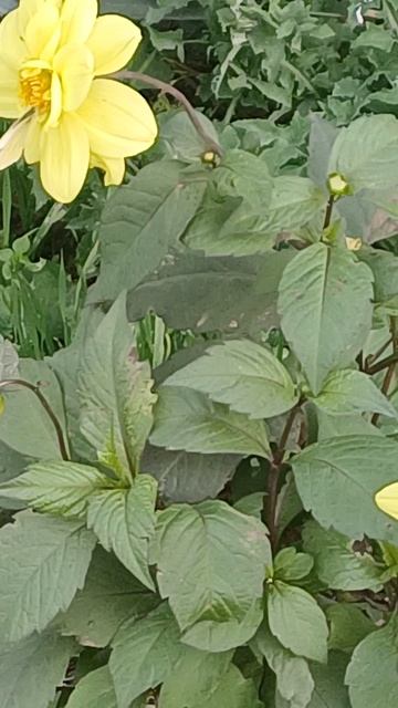 суббота 22 ноября 2025г.Севастополь... Цветут цветы и летают бабочки! смотреть онлайн