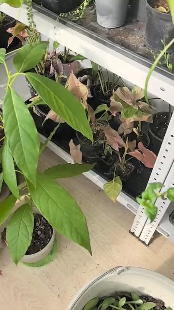 Куда уходят не востребованные растения?