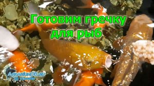 Как приготовить гречку для рыб: показано всё в деталях. Рассказано зачем?