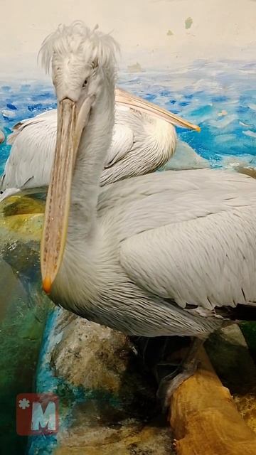 Прическа как у Трампа смотреть онлайн