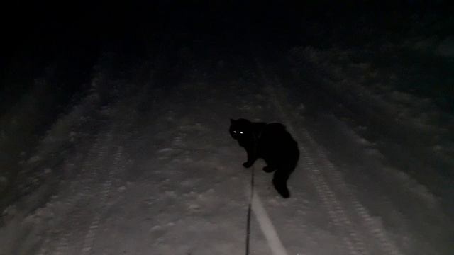 Утренняя прогулка.