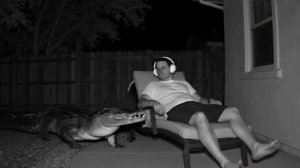 ЧТО ДЕЛАТЬ ЕСЛИ РЯДОМ КРОКОДИЛ