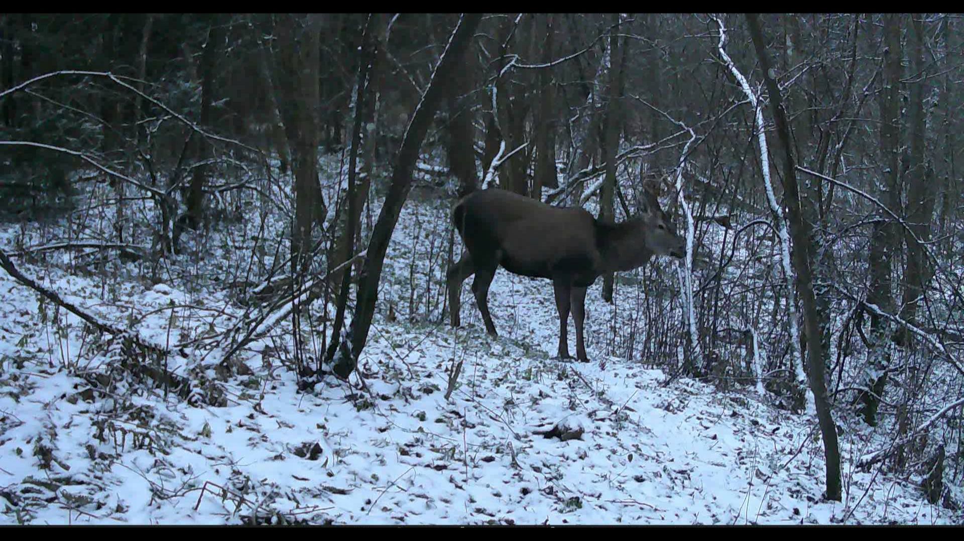 Кадры с фотоловушек. Зимняя сказка. Опасная встреча с кабанами. смотреть онлайн