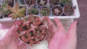 БОЛТАЛКА |Хорошо что не выбросила|Вдохновение вернулось ●●●