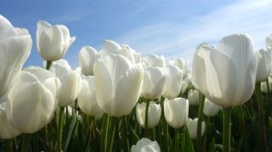 От уха до уха