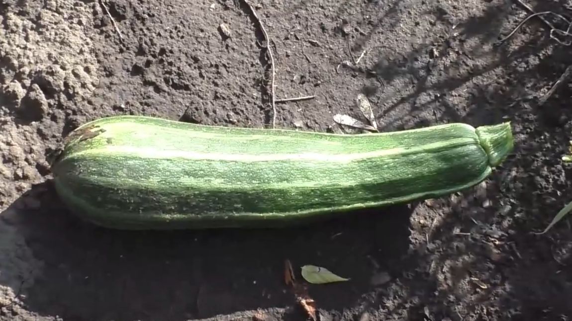 Кабачок ЗЕБРА