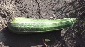 Кабачок ЗЕБРА