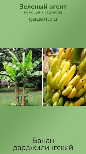 Банан дарджилингский — Зеленый Агент