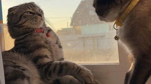 ВЛОГ 44, Рождественские распаковки, покупки Магнит Косметик, кот бл&ет, меняем корм #маринамаркова