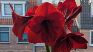 Моя прогулка и поездка за мясом.