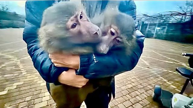 Степка с Маней так РВАНУЛИ за Люсей что мы их только ловить успевали, не отпустили Люсико одну😁! смотреть онлайн