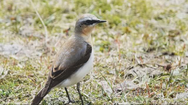 Звук природы. Пение Каменки обыкновенной на лугу смотреть онлайн