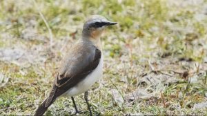 Звук природы. Пение Каменки обыкновенной на лугу
