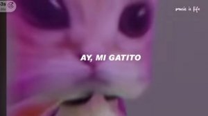 PHONK-(AY MI GATITO MIAU MIAU)коты фонк 🐱🐈