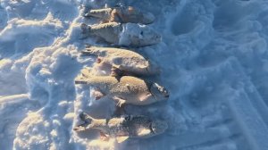 Проверка удочек. 34 день.