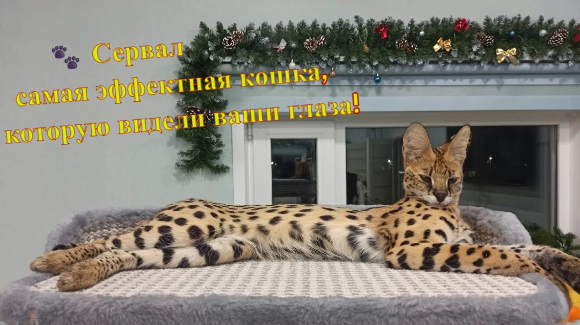 Африканская кошка дома: Всё о содержании сервала. Саванна дома смотреть онлайн