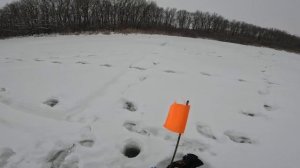 Щука сходит с ума, рыбалка на жерлицы