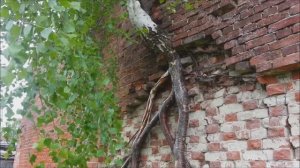 Дерево на стене