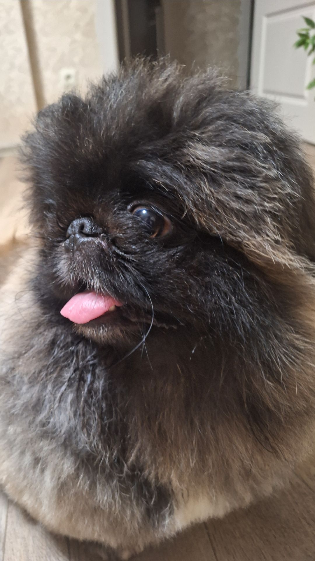 Пекинес Дендик расчесываем шубку смотреть онлайн