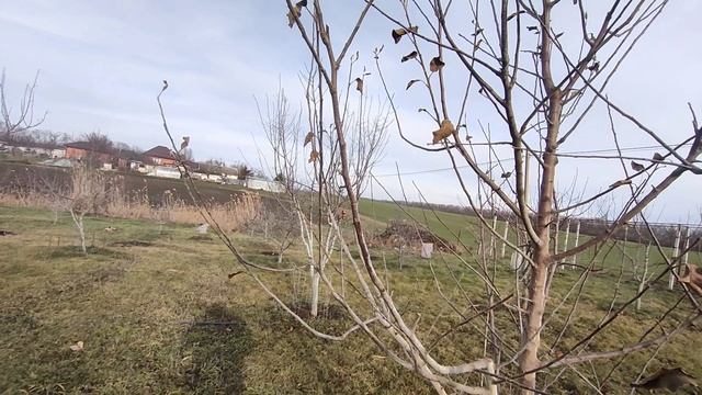 Обрезка яблони. смотреть онлайн