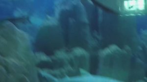 Аквариум в Стамбуле 2025 год