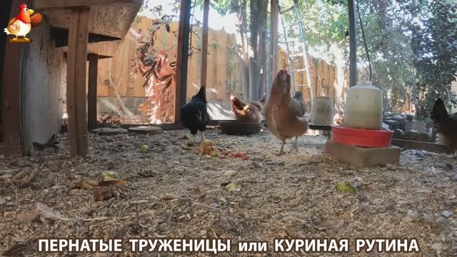 Куриная рутина – что делают куры на выгуле 😂 эпизод (107) смотреть онлайн