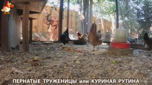 Куриная рутина – что делают куры на выгуле 😂 эпизод (107)