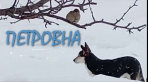 Петровна 🐕ты была не права!