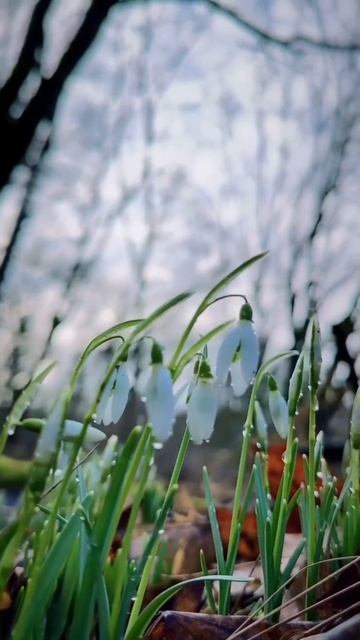 ПРИРОДА смотреть онлайн