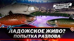 ЛАДОЖСКОЕ ОЗЕРО ● ПАЛИЯ и СИГ ● Русская Рыбалка 4