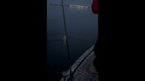 Accuphy - судак ..mp4