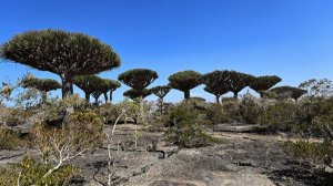 Первая группа застрявших на Сокотре в Йемене россиян вылетела в Саудовскую Аравию