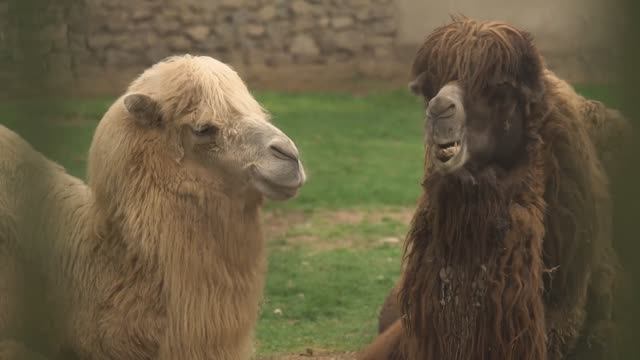 Зоопарк Ташкент. Домашнее задание по курсу Режиссёр монтажа. смотреть онлайн