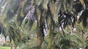 Сочи сегодня.8/1-26, Просто выходной. Любимый парк. Черешневый .Люблю 🙏💓🌴