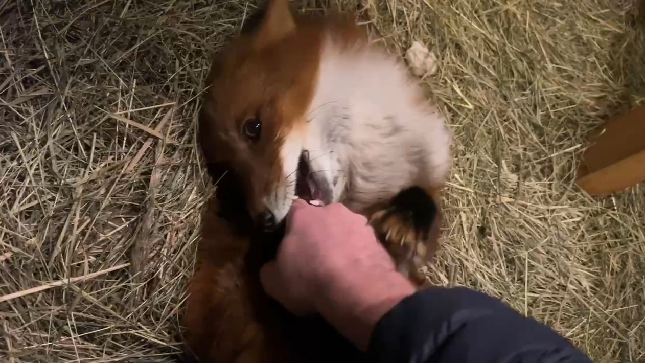 Лиса-Алиса. Лис Игнис любит кусаться смотреть онлайн