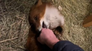 Лиса-Алиса. Лис Игнис любит кусаться