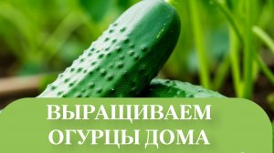 СОРТ МЕНЯЕМ НА ПРОВЕРЕННЫЙ КУРАЖ.