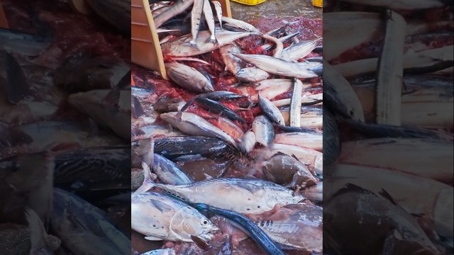 Удивительная рыба-пилохвост в порту