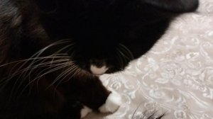 Не удержалась,кошку поснимала,после праздников и она в спячке😃🌲