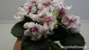 Цветущие фиалки из коллекции Голубевой Татьяны на 09.01.2026