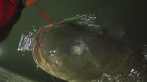 Ловля СОМА на КВОК!вытащил с трудом!