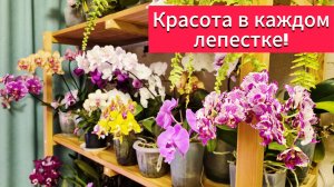 Орхидеи цветут!Зимнее цветение часть 1!