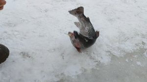 Основной водоём. Моргалка в деле.