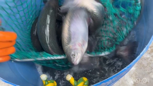 Очередная партия Карельской Форели смотреть онлайн