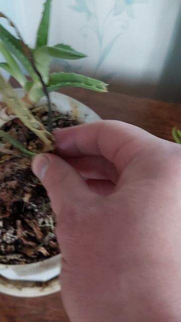 ЦВЕТОК АЛОЭ ВЫЖИВАЕТ ! / VLOG / 08. 01. 2026 смотреть онлайн