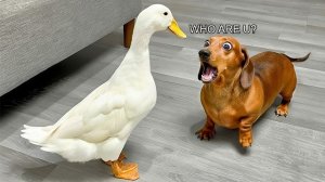 Забавные моменты с животными.  Кошки, собаки и другие!