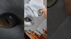 Процесс рисования кота карандашами🐈